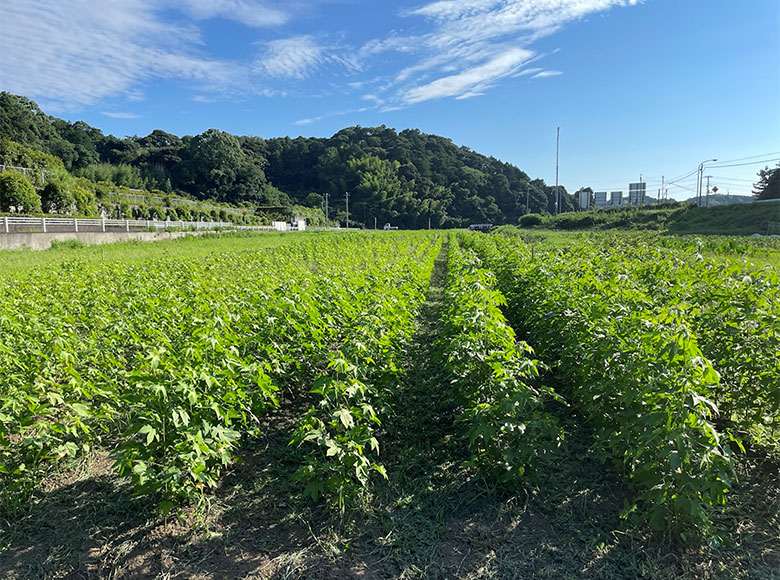 メイド・イン・アース