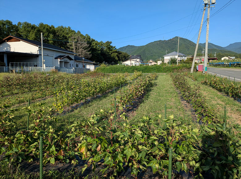 MIRAI/しあわせコットン