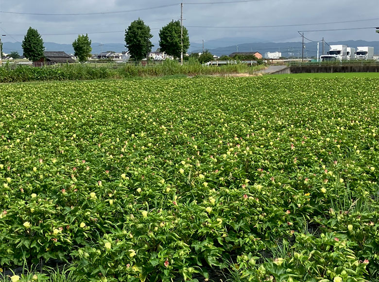 タビオ奈良