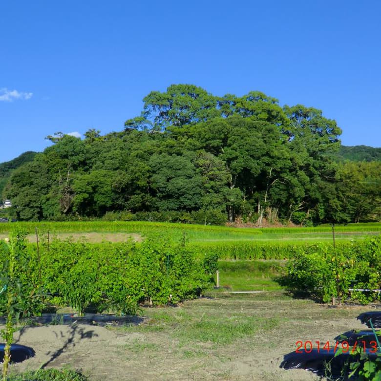 H.A.M.A.木綿庵(ゆうあん)