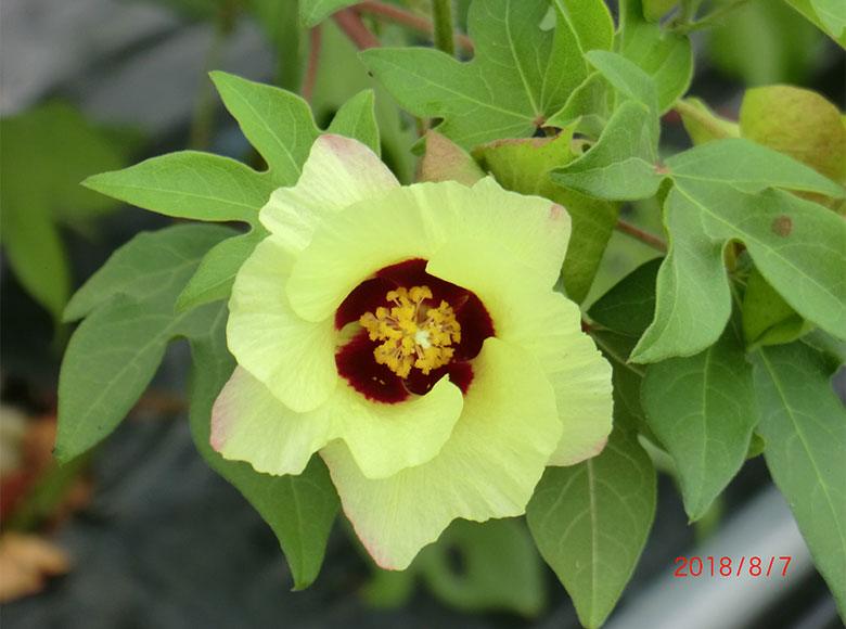 和綿赤木の花