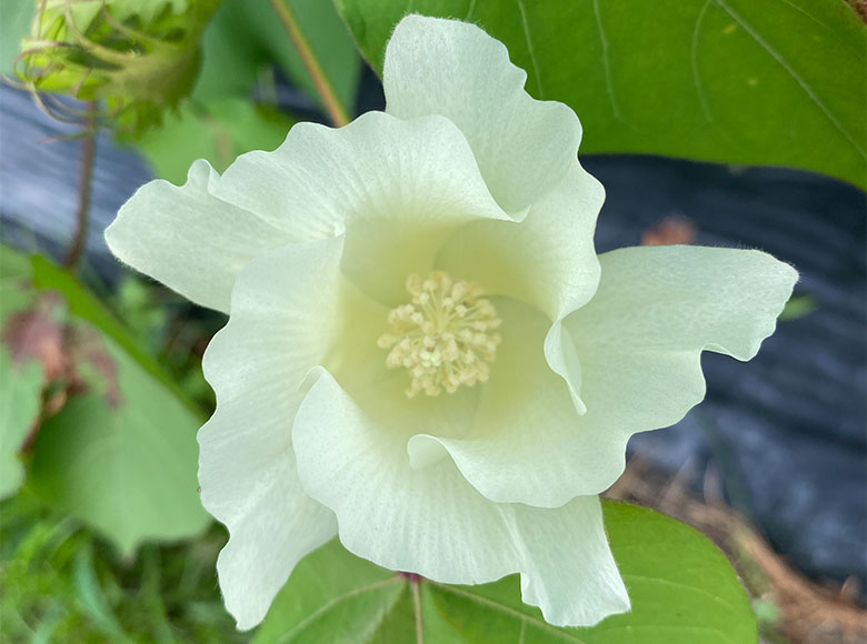 アップランドの花