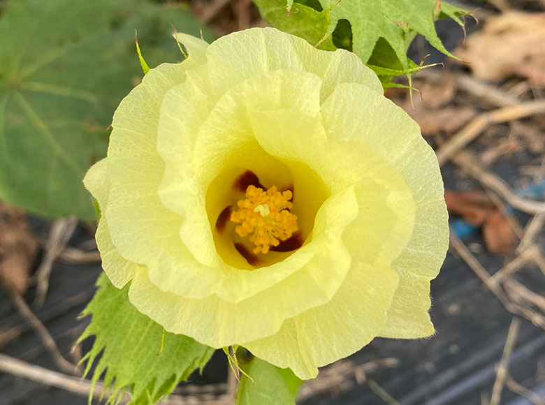超長繊維綿の花